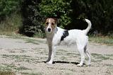 PARSON RUSSEL TERRIER 083